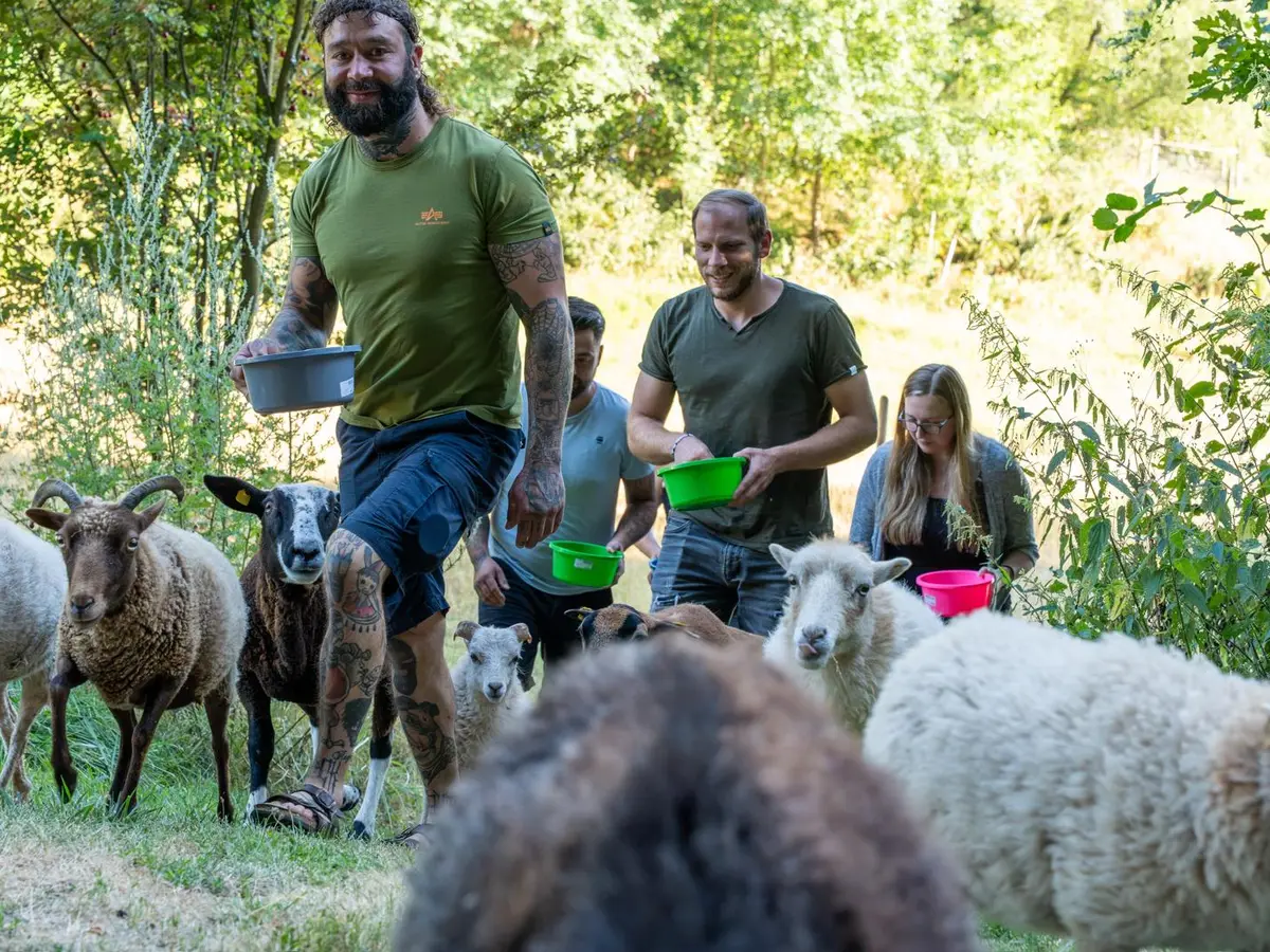 Gruppe füttert gemeinsam die Schafe auf der Weide