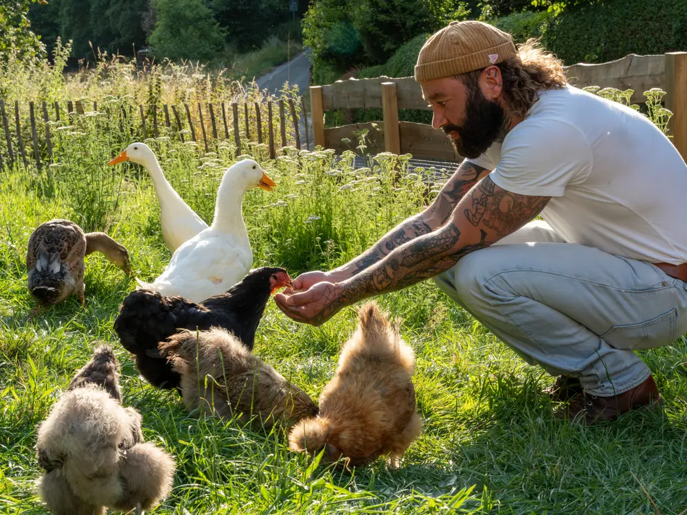 Hühner und Enten werden auf der Wiese gefüttert