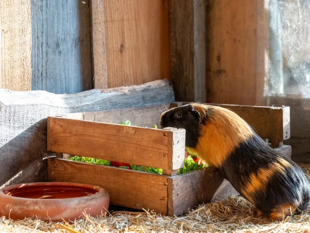 Meerschweinchen am Futterkorb im Stall