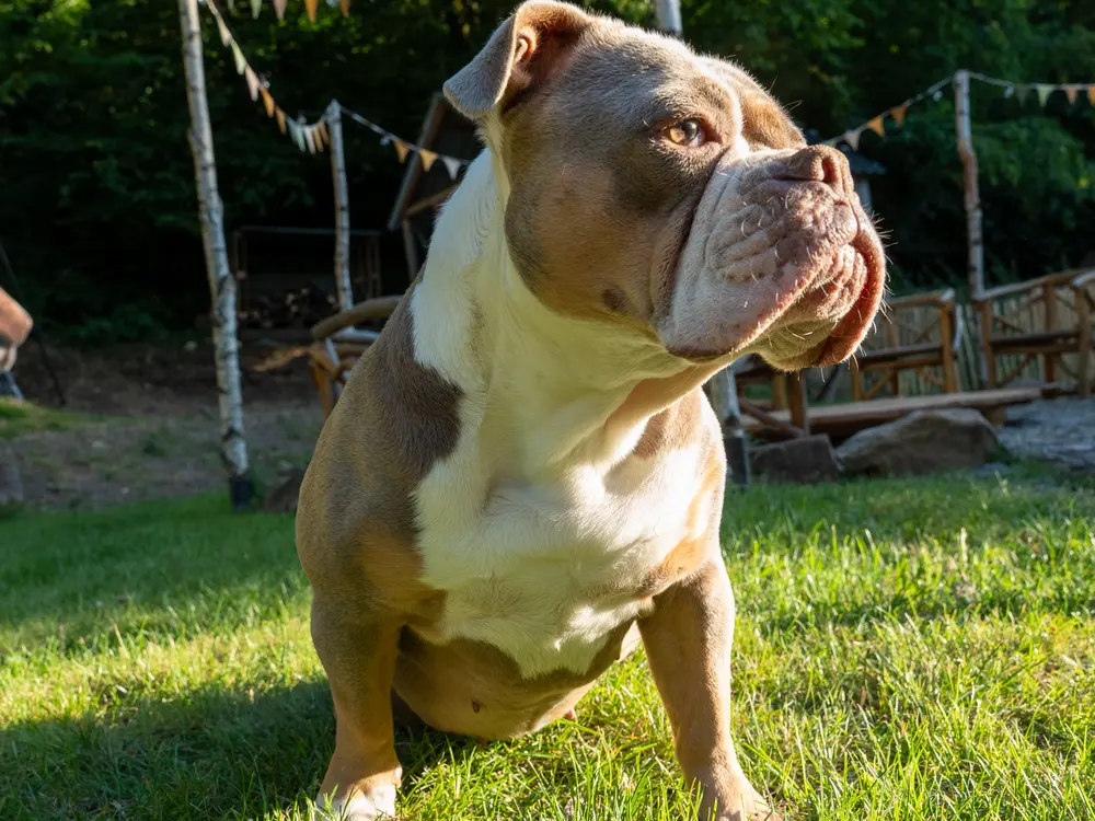 Hündin Molly auf der Wiese am Sitzkreis