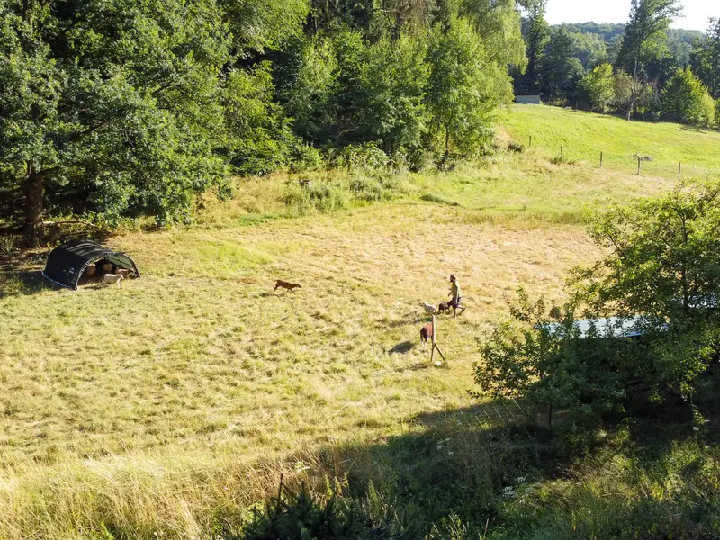 Weite Wiese am Waldrand mit Hund und Tieren auf der Koppel