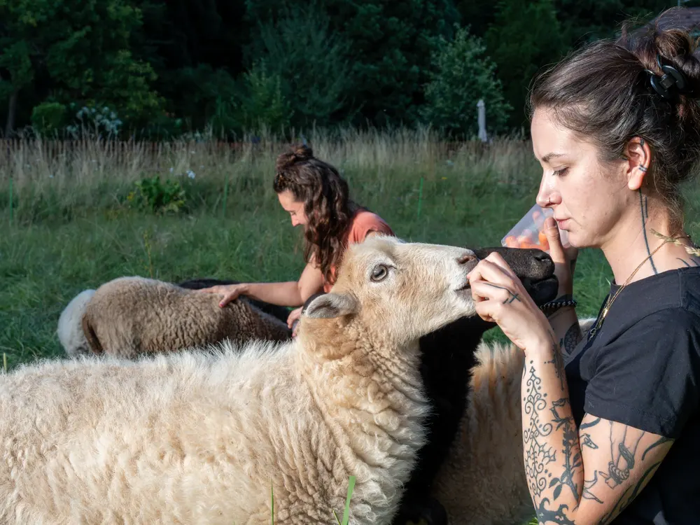 Ruhige Begegnung mit den Schafen auf der Wiese