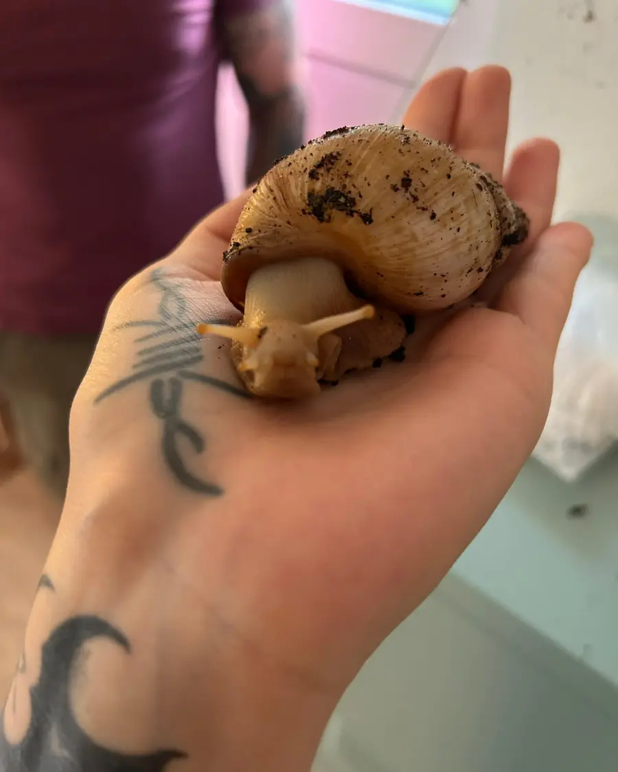 Achatschnecke wird vorsichtig in der Hand gehalten